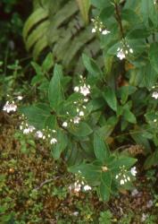 Veronica catarractae. Habit. West Arm, L. Manapouri.
 Image: P.J. Garnock-Jones © P.J. Garnock-Jones CC-BY-NC 3.0 NZ